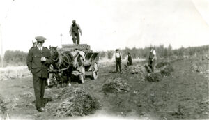 Men stand in garden harvesting crop, one man stands on horse drawn wagon.